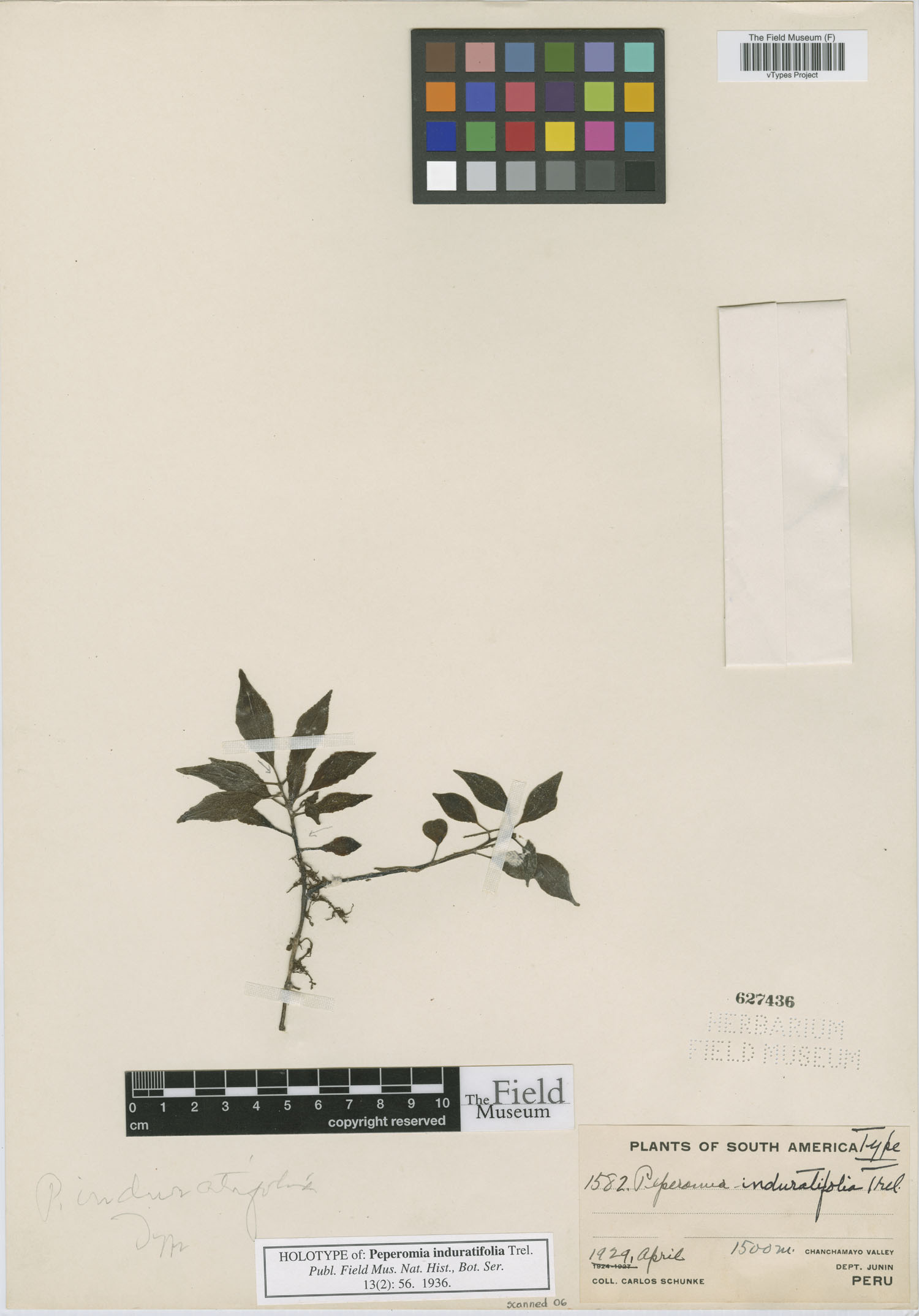 Peperomia induratifolia image
