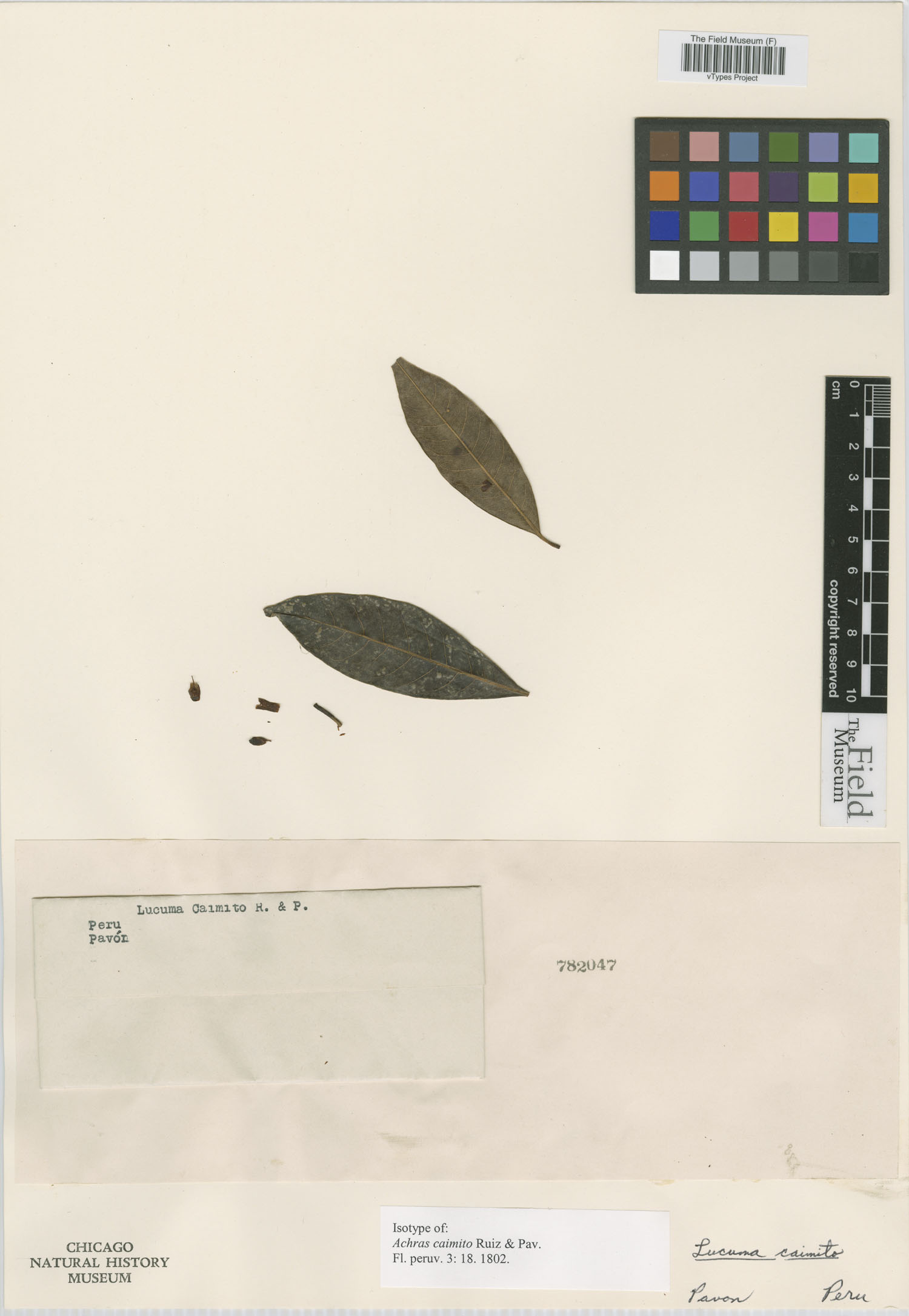 Pouteria caimito image