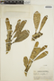 Euphorbia neriifolia image