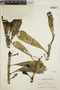 Euphorbia neriifolia image