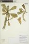 Euphorbia neriifolia image