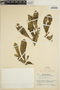 Euphorbia neriifolia image