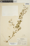 Euphorbia ocymoidea image