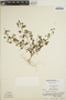Euphorbia ocymoidea image