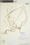 Euphorbia ocymoidea image