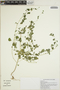 Euphorbia ocymoidea image
