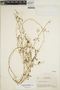 Euphorbia ocymoidea image