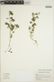 Euphorbia ocymoidea image