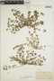 Euphorbia ophthalmica image