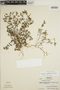 Euphorbia ophthalmica image