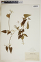 Oxypetalum cordifolium image