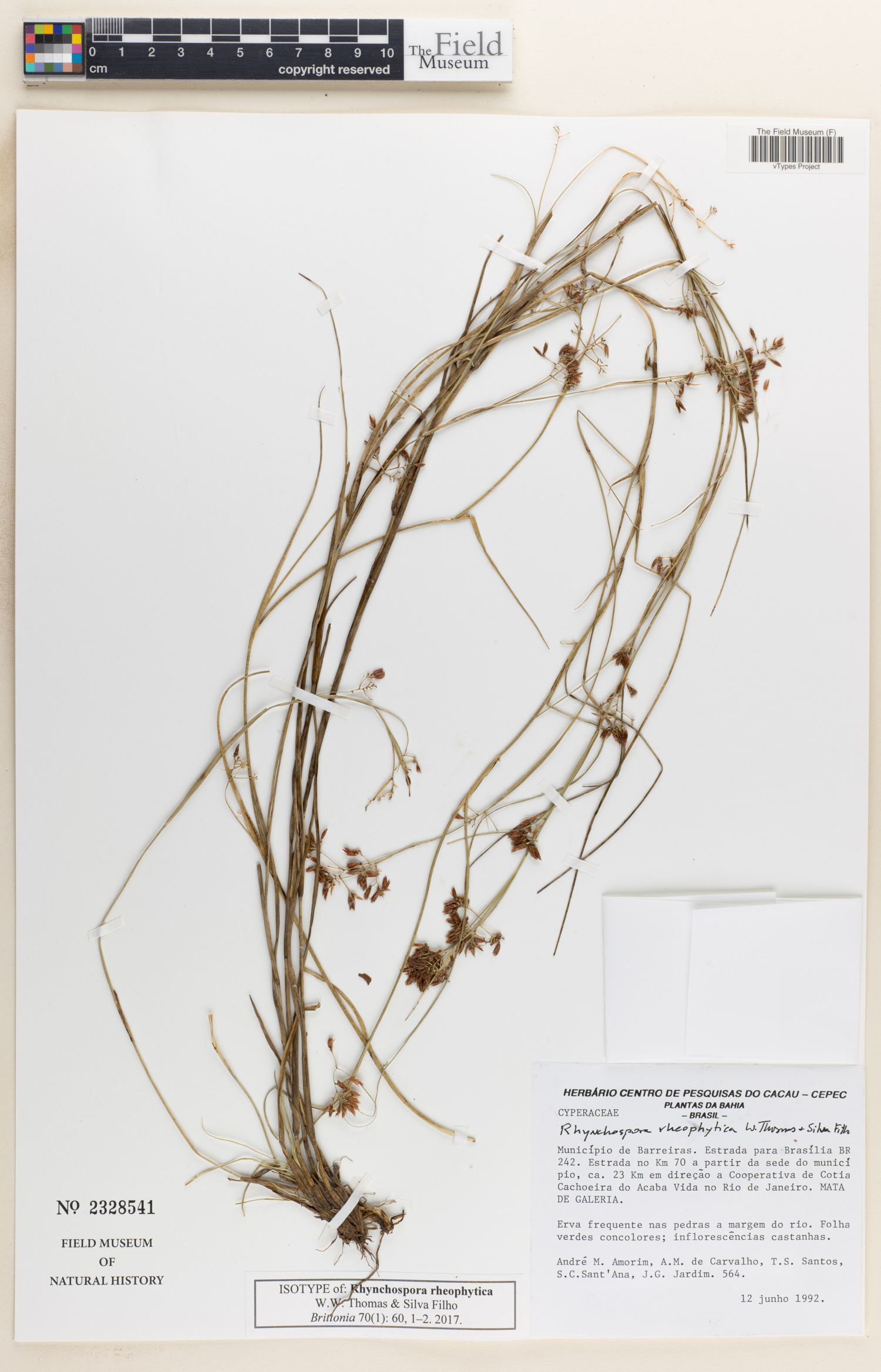 To Field Museum Herbarium (Rhynchospora rheophytica W. W. Thomas & Silva Filho F2328541 isotype 1)
