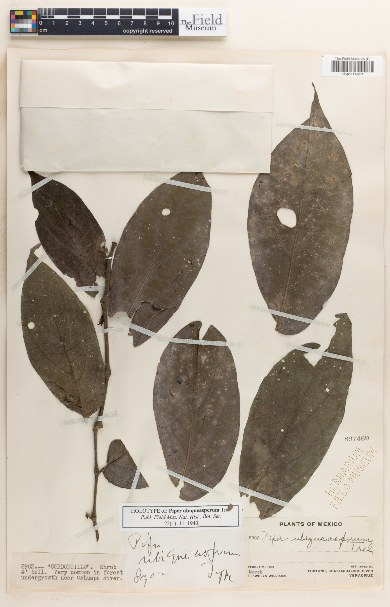 Piper ubiqueasperum image