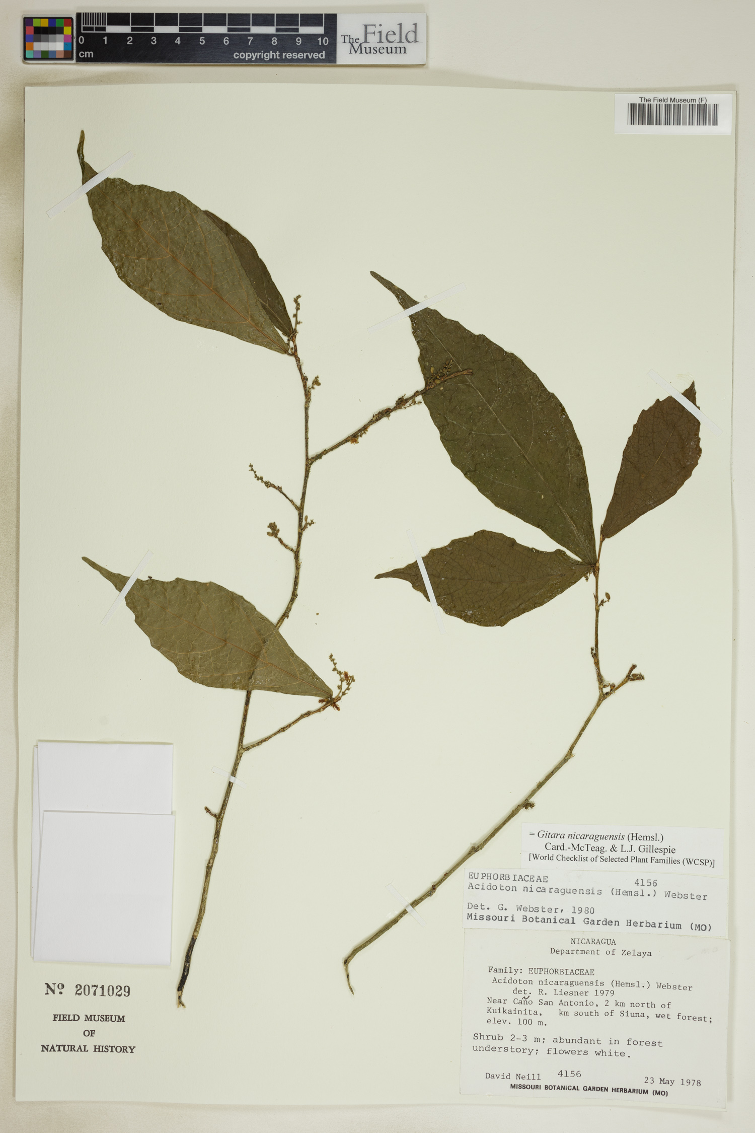 Gitara nicaraguensis image