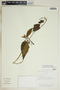 Gitara nicaraguensis image