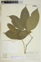 Gymnanthes riparia image