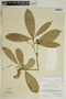 Gymnanthes riparia image