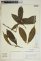 Gymnanthes riparia image
