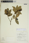 Gymnanthes riparia image