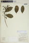 Gymnanthes riparia image