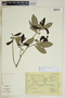 Gymnanthes lucida image