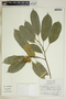 Garcia nutans image