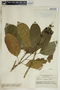 Garcia nutans image