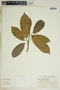Garcia nutans image