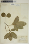 Garcia nutans image