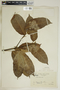 Garcia nutans image