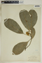 Garcia nutans image