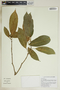 Garcia nutans image