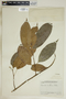 Garcia nutans image