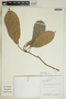 Garcia nutans image