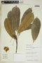 Garcia nutans image