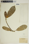 Garcia nutans image
