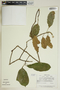Garcia nutans image