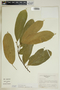Garcia nutans image
