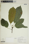 Garcia nutans image