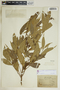Gymnanthes riparia image
