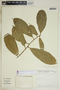 Gymnanthes riparia image