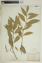 Gymnanthes riparia image
