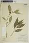 Gymnanthes riparia image