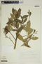 Gymnanthes riparia image