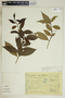 Gymnanthes riparia image