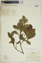 Gymnanthes riparia image