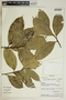 Gymnanthes riparia image
