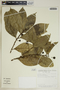 Gymnanthes riparia image