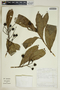 Gymnanthes riparia image