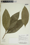Gymnanthes riparia image